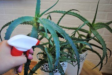 A white aloe pot in a blue room. Aloe on the window. Indoor plants in the interior.