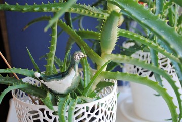 A white aloe pot in a blue room. Aloe on the window. Indoor plants in the interior.