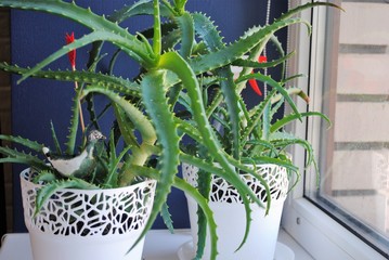 A white aloe pot in a blue room. Aloe on the window. Indoor plants in the interior.