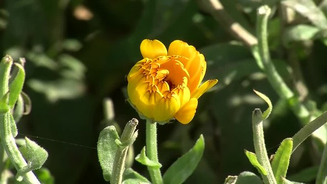 Teilweise geschlossene gelbe Blüte der Ringelblume bewegt sich im Wind