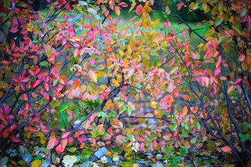 Colorful leaves in the autumn Park