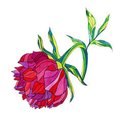 purple peony flower, isolated on white background, multi-colored watercolor petals, pattern with stroke, large bud bloomed.