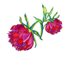 peony bush, purple flowers, isolated on white background, watercolor painting.