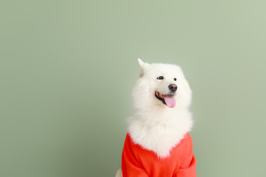 Cute Samoyed dog in sweater on color background