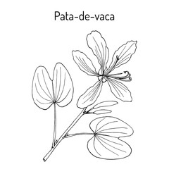 Brazilian orchid tree, or pata-de-vaca Bauhinia forficata , medicinal plant