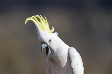 Sulphur-crested Cockatoo in Australia