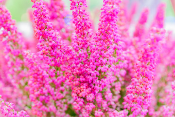 Pink blooming heather. Natural floral background