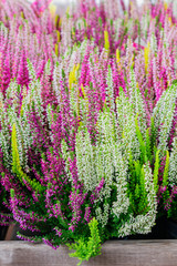 blooming heather of pink, white abd yellow colors. Natural floral background