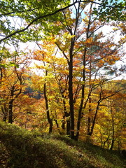 Beautiful Colorful Autumn forest with golden leaves