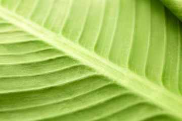 Texture of green tropical leaf, closeup