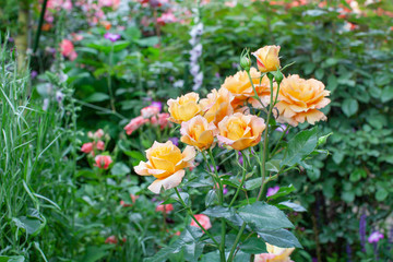 rose / cultivars / Manyou / 万葉
