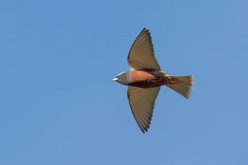 White-browed Woodswallow in Australia