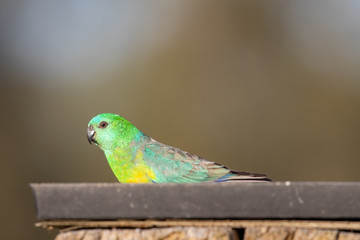 Red-rumped Parrot in Australia
