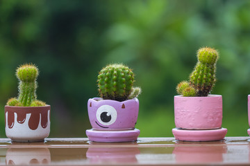 cactus on table with blur background