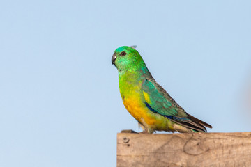 Red-rumped Parrot in Australia