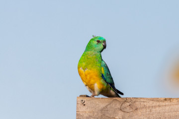 Red-rumped Parrot in Australia