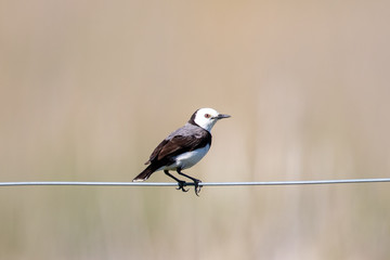 White-fronted Chat in Australia