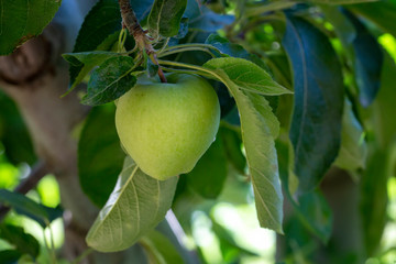 Apple tree, Nigde / Turkey
