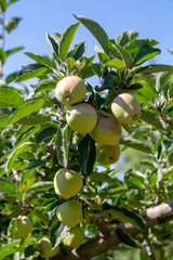 Apple tree, Nigde / Turkey