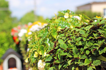 Beautiful flowers in the garden