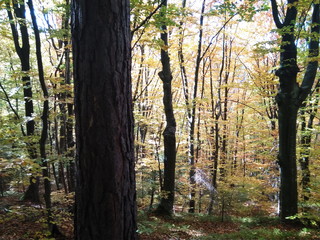 Beautiful Colorful Autumn forest with golden leaves