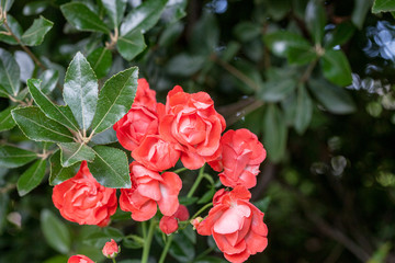 rose / cultivars / Shugyoku / 珠玉