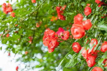 rose / cultivars / Shugyoku / 珠玉