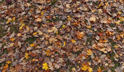 Dry fallen leaves a tree on the grass in a city park on a sunny autumn day
