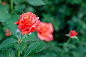 rose / cultivars / Song and Dance　/ Rosa Frydishy / ソングアンドダンス