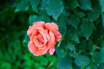 rose / cultivars / Song and Dance　/ Rosa Frydishy / ソングアンドダンス