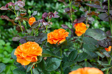 rose / cultivars / Vavoom / ヴァヴーム