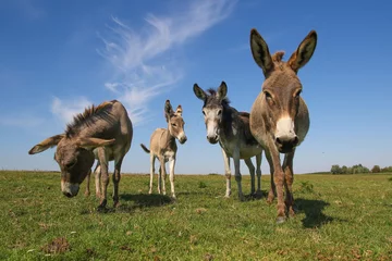 Tuinposter Four funny asses staring at the pasture © Geza Farkas