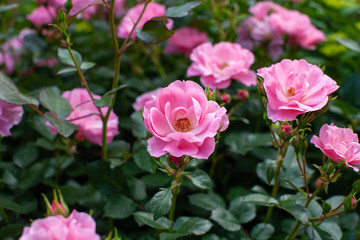 rose / cultivars / City of Yokohama / シティオブヨコハマ