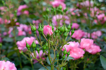 rose / cultivars / City of Yokohama / シティオブヨコハマ