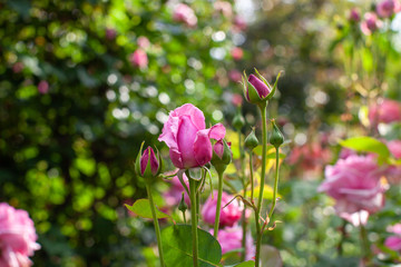 rose / cultivars / Red La France / レッドラフランス