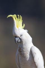 Sulphur-crested Cockatoo in Australia