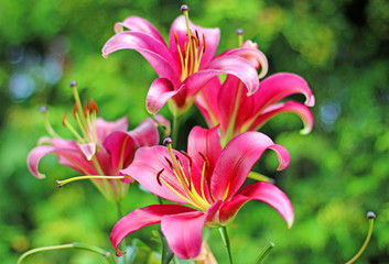 Beautiful flowers lily in the garden