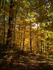 Beautiful Colorful Autumn forest with golden leaves