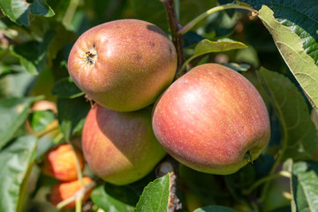 Fresh apple tree in garden, Isparta / Turkey