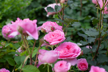 rose / cultivars / Gertrude Jekyll / ガートルード・ジェキル ,ジーキル