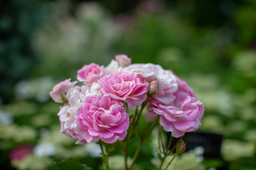 rose / cultivars / Sharing a Happiness / シェアリングアハピネス