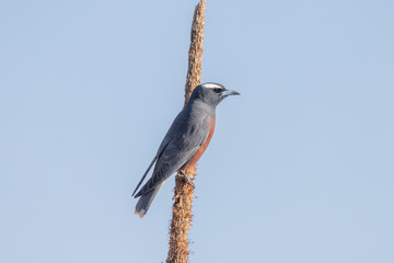 White-browed Woodswallow in Australia