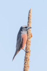 White-browed Woodswallow in Australia