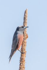 White-browed Woodswallow in Australia