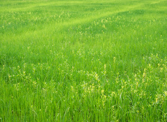 Green rice field in the countryside.