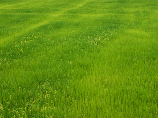 Naklejka na ściany i meble Green rice field in the countryside.