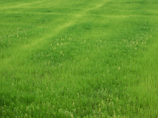Naklejka na ściany i meble Green rice field in the countryside.