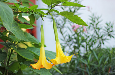Beautifully blooming Datura