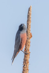 White-browed Woodswallow in Australia