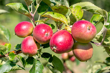 Apple tree, Isparta / Turkey